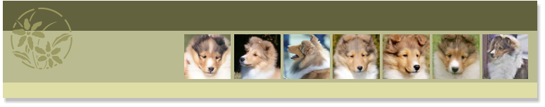All of these puppies pictured have been sold as show prospects.