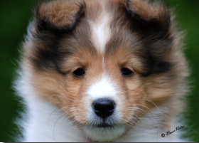 Jadyn at eight weeks old