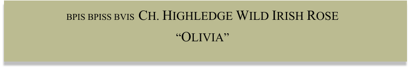 BPIS BPISS BVIS  CH. HIGHLEDGE WILD IRISH ROSE  “OLIVIA”
