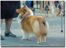 Thanks to Evelyn Susin IMAGES BY EVELYN for the Ringside Photos, at the Ontario Breeders Association. Olivia was 7 1/2 months old.