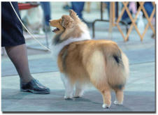 Thanks to Evelyn Susin IMAGES BY EVELYN for the Ringside Photos, at the Ontario Breeders Association. Olivia was 7 1/2 months old.