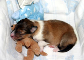 Olivia at one day old.  She was a singleton puppy, and one VERY spoiled, but beautiful baby!