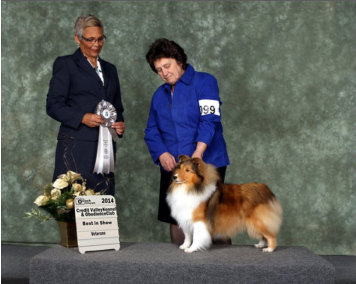 Paired up with Shirley Perry (Omega Collies) for a fun day, Olivia got the nod from Judge Sue-Ellyn Rempel, for Best Veteran in Show. We thank her for the win and for her nice comments about our sweet girl.